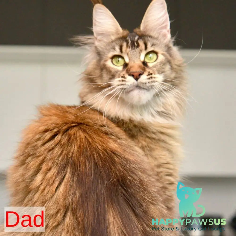 Yarion Maine Coon male red tabby - live animals