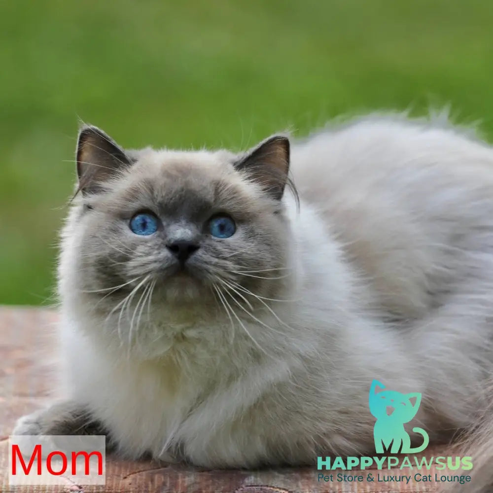 Yaro Ragdoll male black mitted tabby - live animals