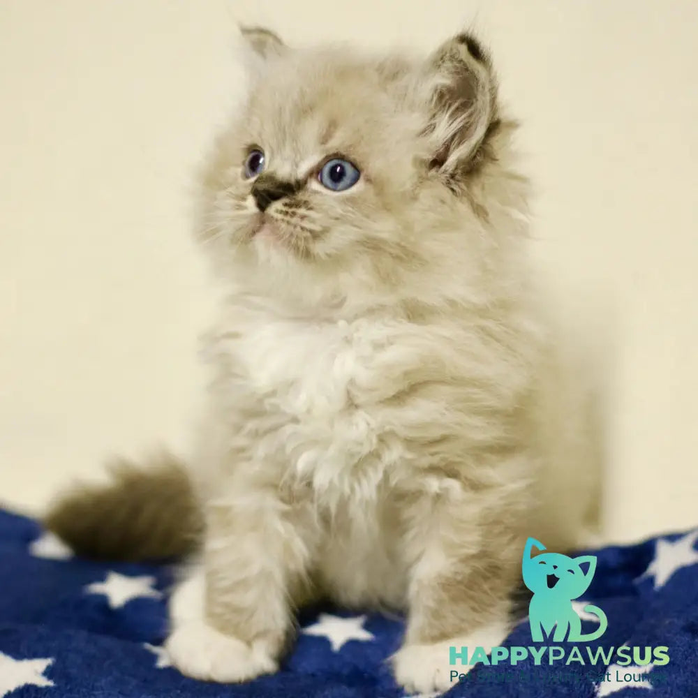 Yaro Ragdoll male black mitted tabby - live animals