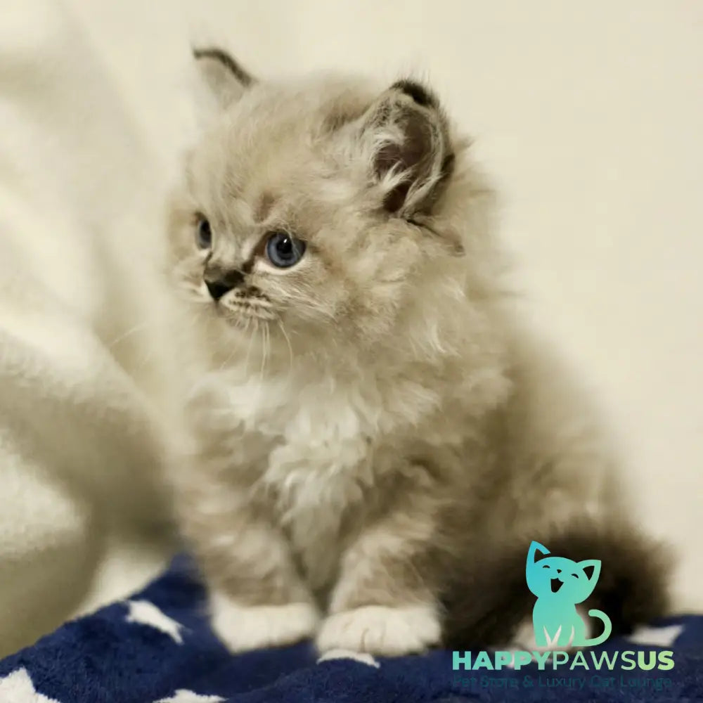 Yaro Ragdoll male black mitted tabby - live animals