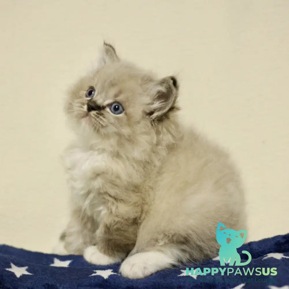 Yaro Ragdoll male black mitted tabby - live animals