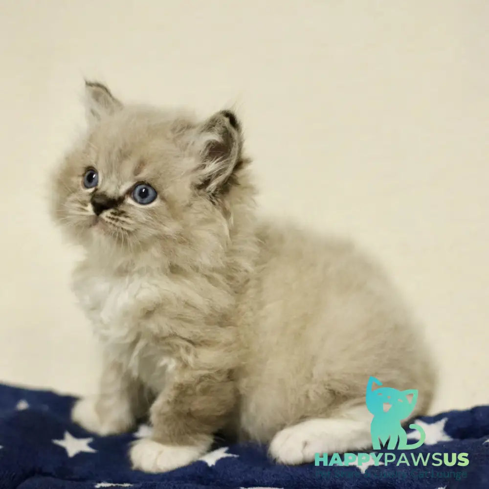 Yaro Ragdoll male black mitted tabby - live animals