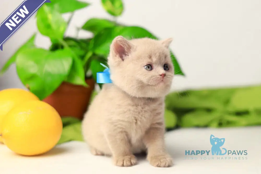 Yaromir British Shorthair male fawn live animals