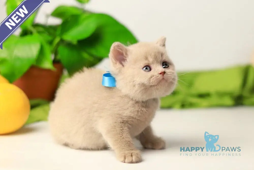 Yaromir British Shorthair male fawn live animals