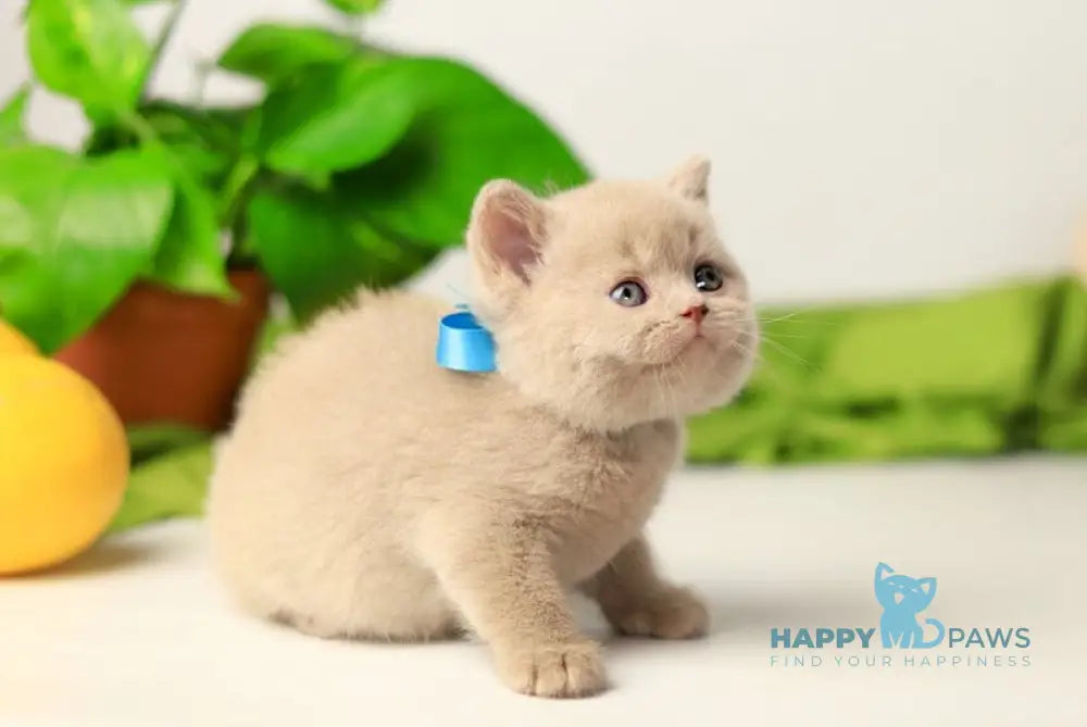 Yaromir British Shorthair male fawn live animals