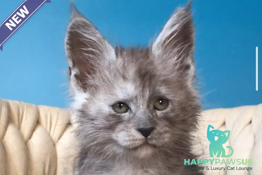 Yaron Maine Coon male black silver - live animals