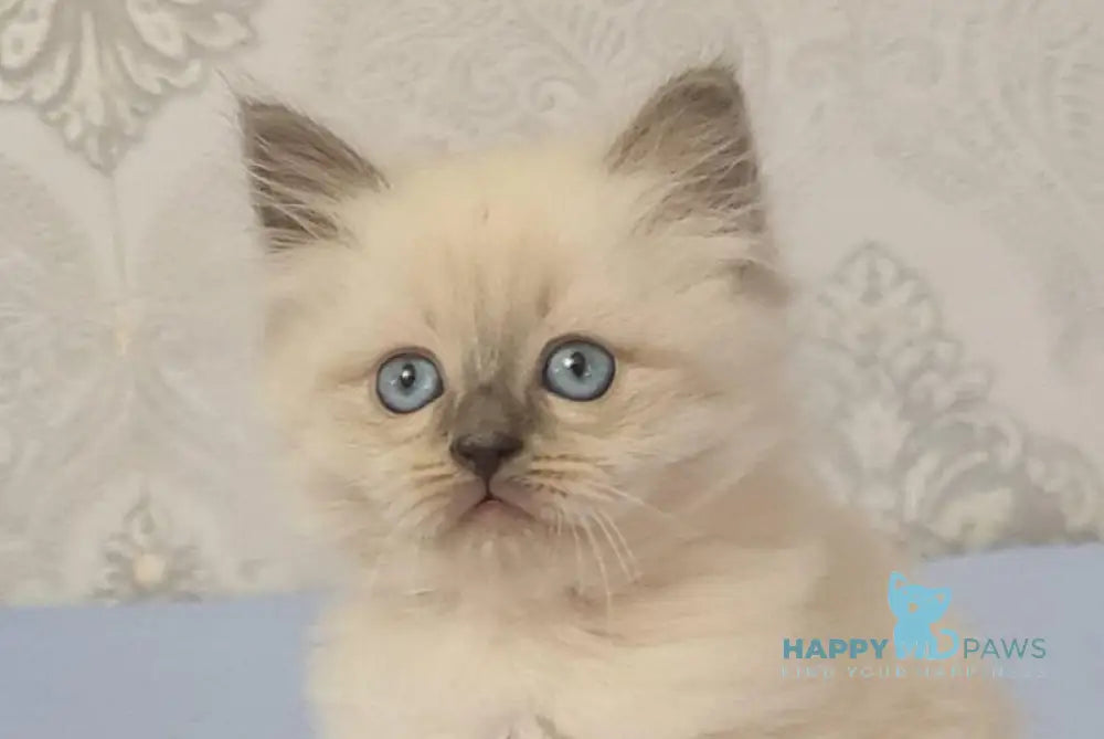 Yaroslav Maine Coon male blue pointed live animals