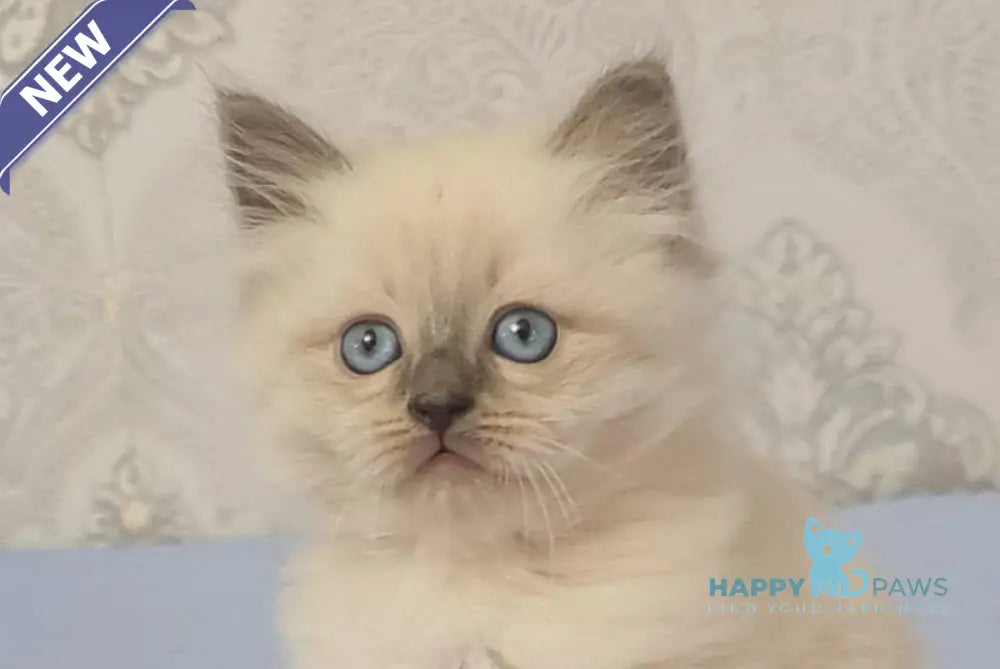 Yaroslav Maine Coon male blue pointed live animals