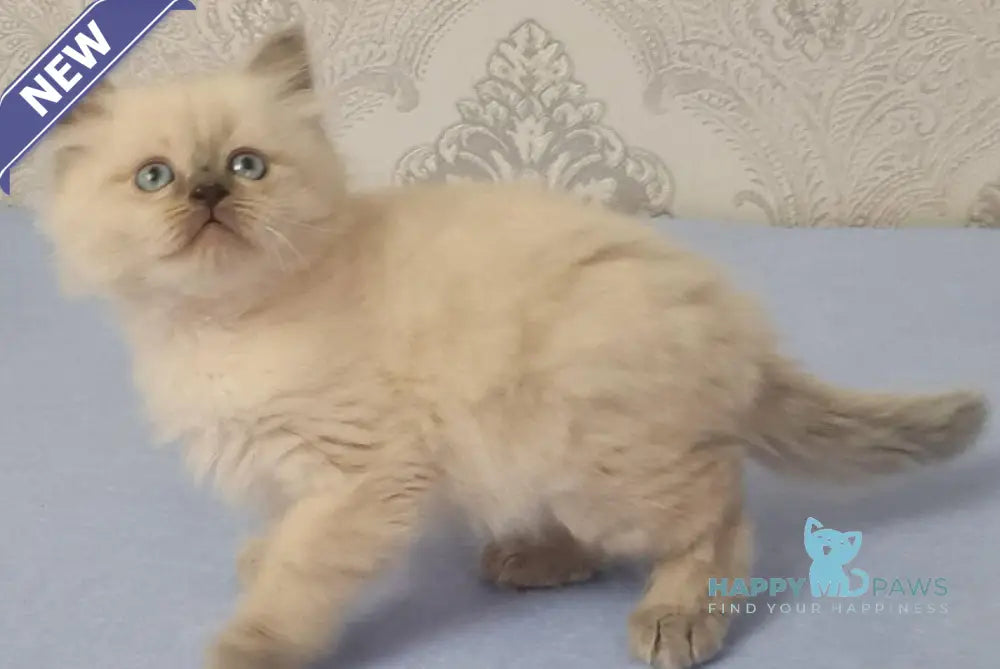 Yaroslav Maine Coon male blue pointed live animals