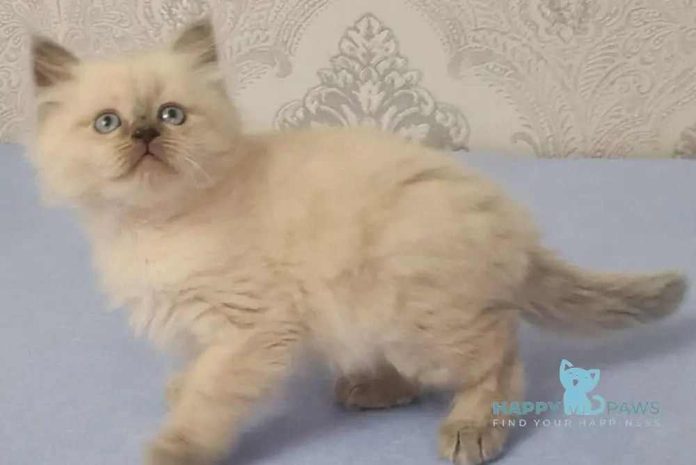 Yaroslav Maine Coon male blue pointed live animals