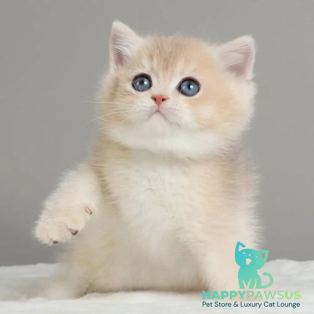 Yasha British Shorthair male blue golden chinchilla - live animals