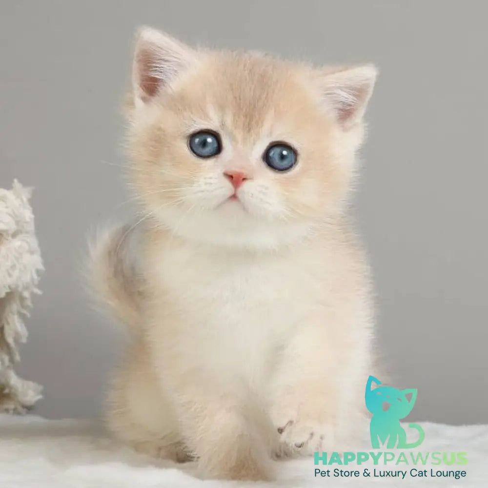 Yasha British Shorthair male blue golden chinchilla - live animals