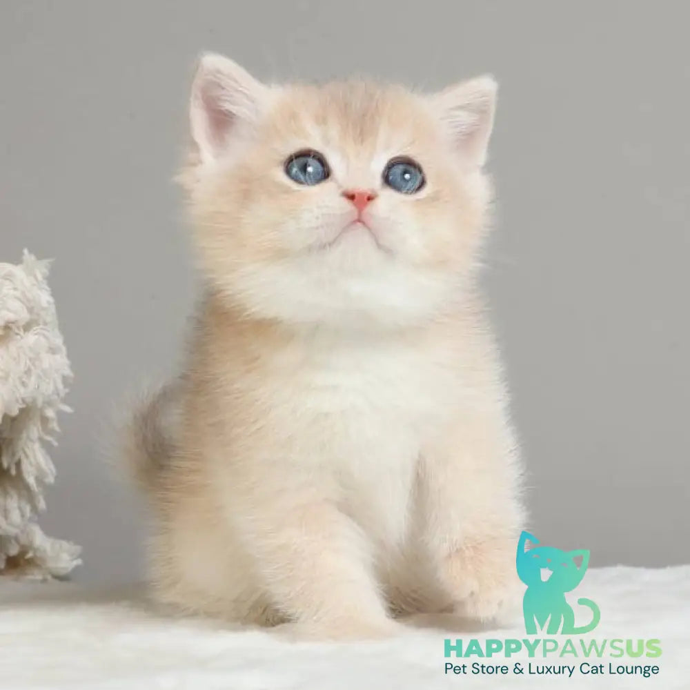 Yasha British Shorthair male blue golden chinchilla - live animals