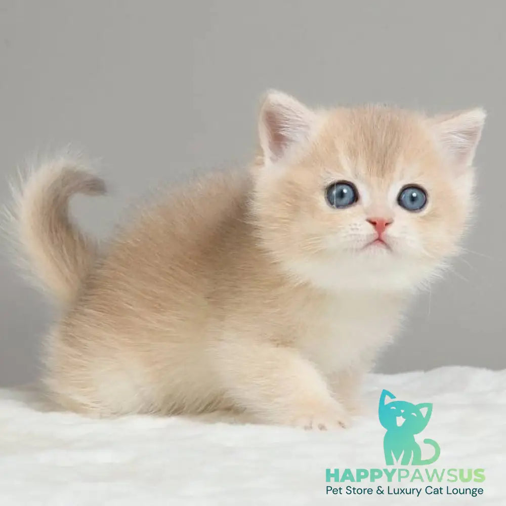 Yasha British Shorthair male blue golden chinchilla - live animals