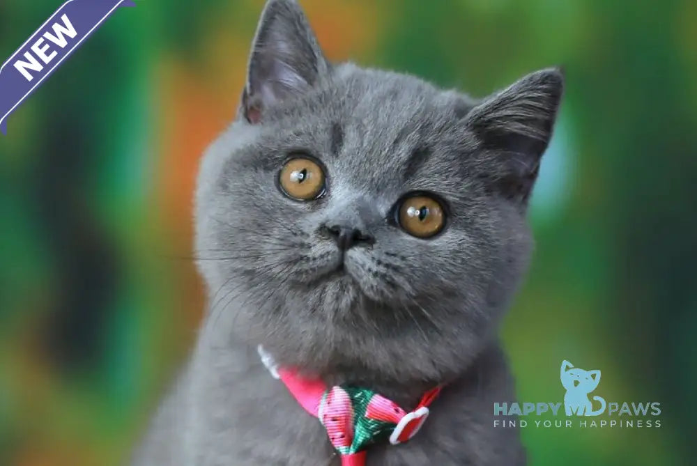 Yasha British Shorthair male blue live animals