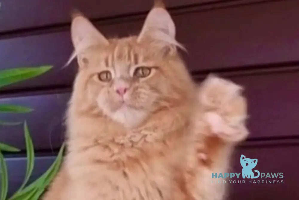 Yasha Maine Coon male red live animals