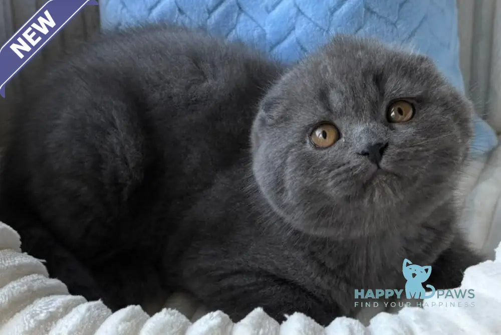 Yasha Scottish Fold male blue live animals
