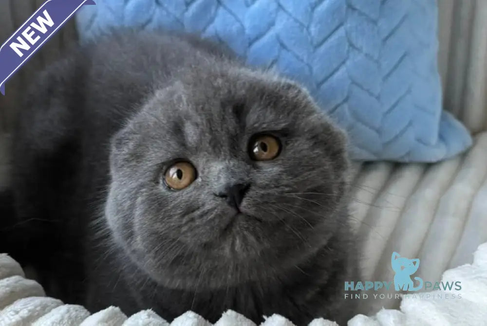 Yasha Scottish Fold male blue live animals
