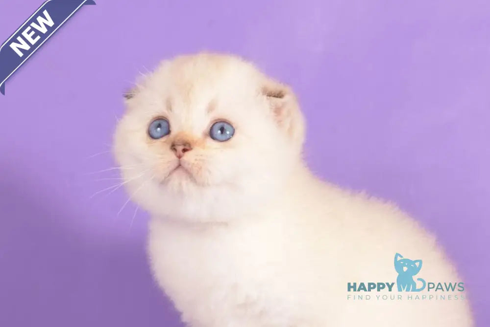 Yashka Scottish Fold female black golden ticked tabby pointed live animals