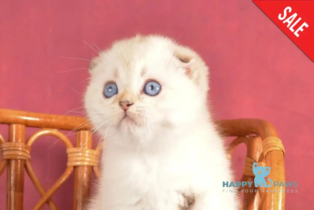 Yashka Scottish Fold male black golden ticked tabby pointed live animals