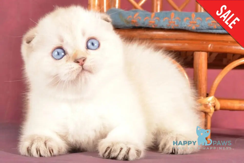 Yashka Scottish Fold male black golden ticked tabby pointed live animals