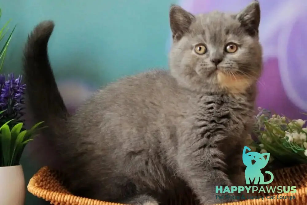 Yashma British Shorthair female blue tortie - live animals