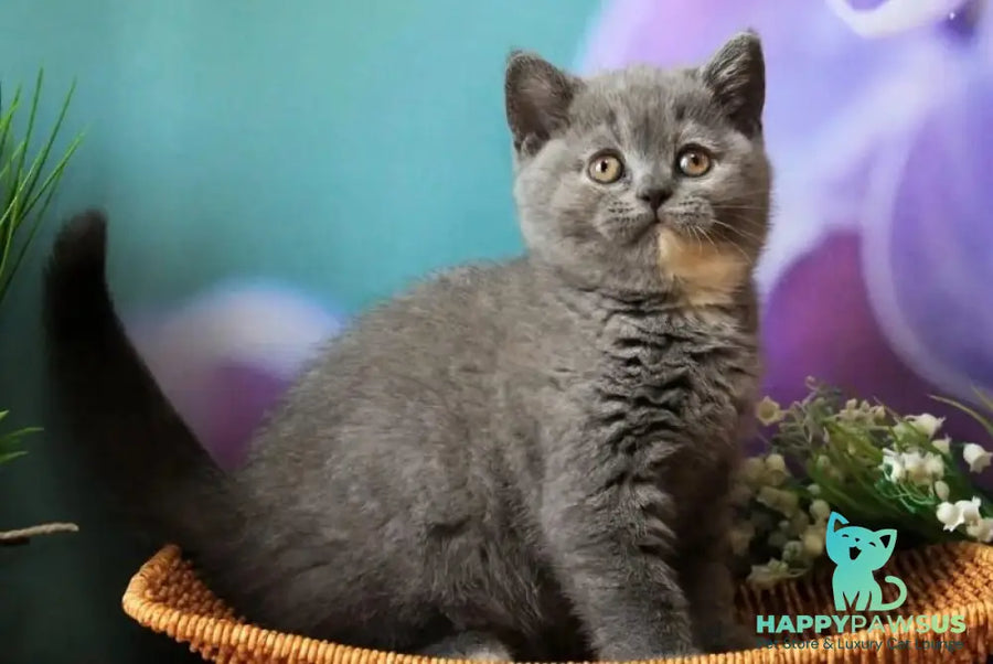 Yashma British Shorthair female blue tortie - live animals
