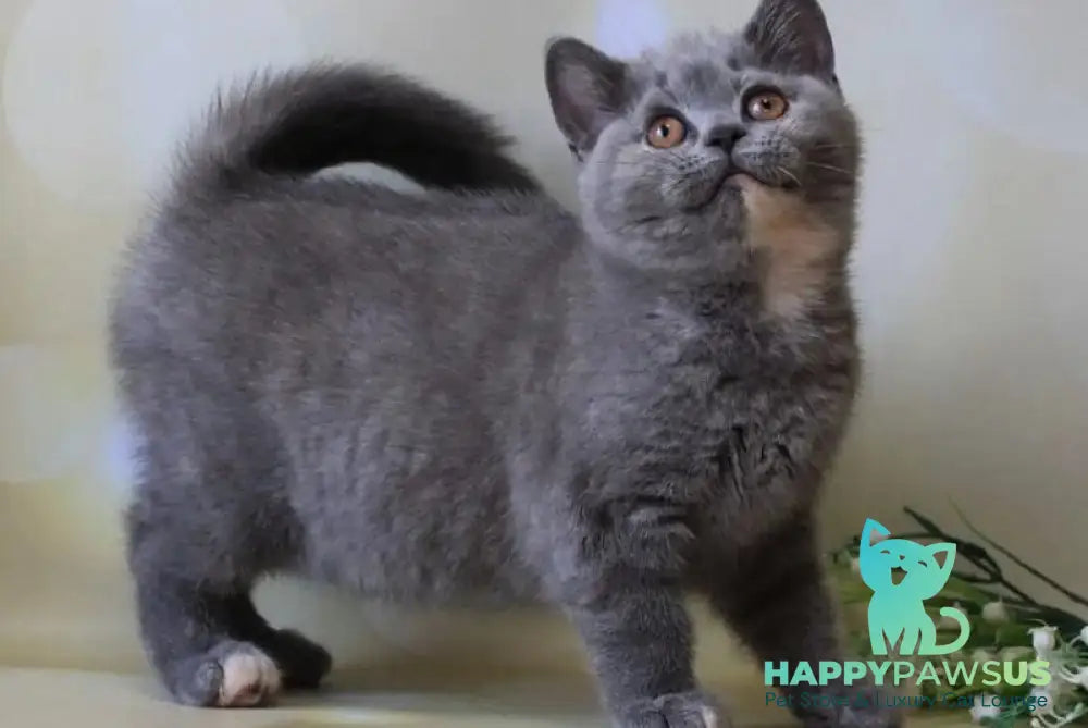 Yashma British Shorthair female blue tortie - live animals