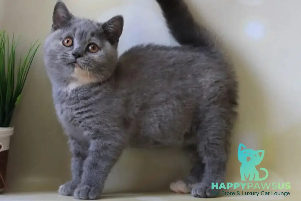 Yashma British Shorthair female blue tortie - live animals