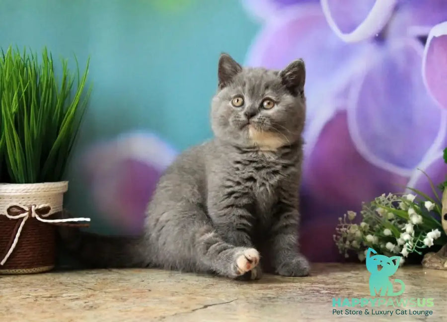 Yashma British Shorthair female blue tortie - live animals