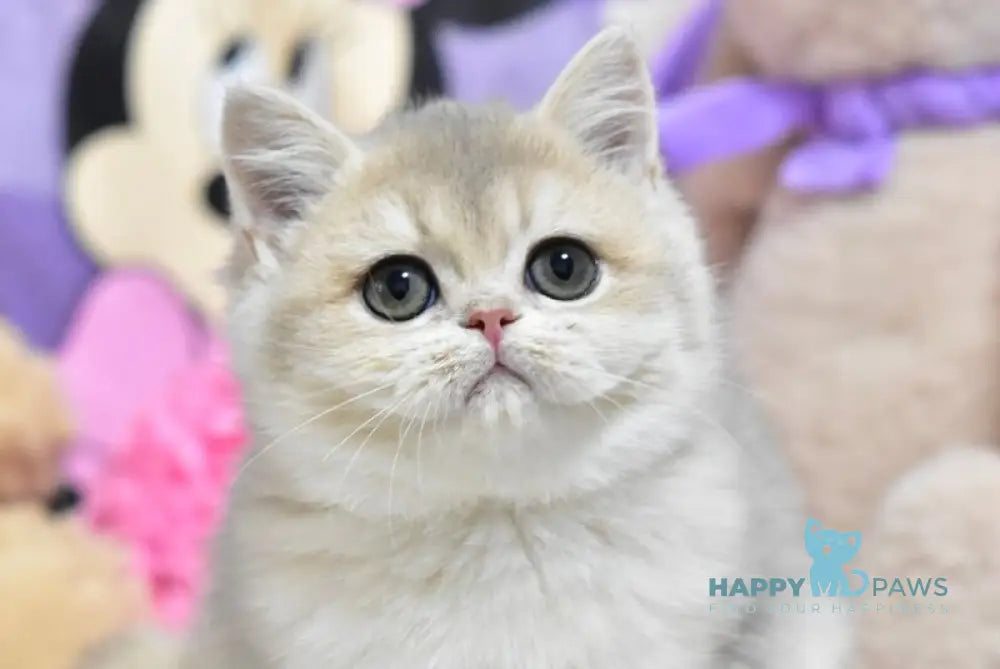 Yasia British Shorthair female blue golden shaded live animals