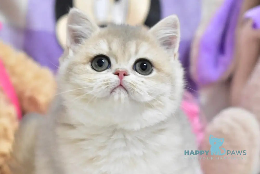 Yasia British Shorthair female blue golden shaded live animals