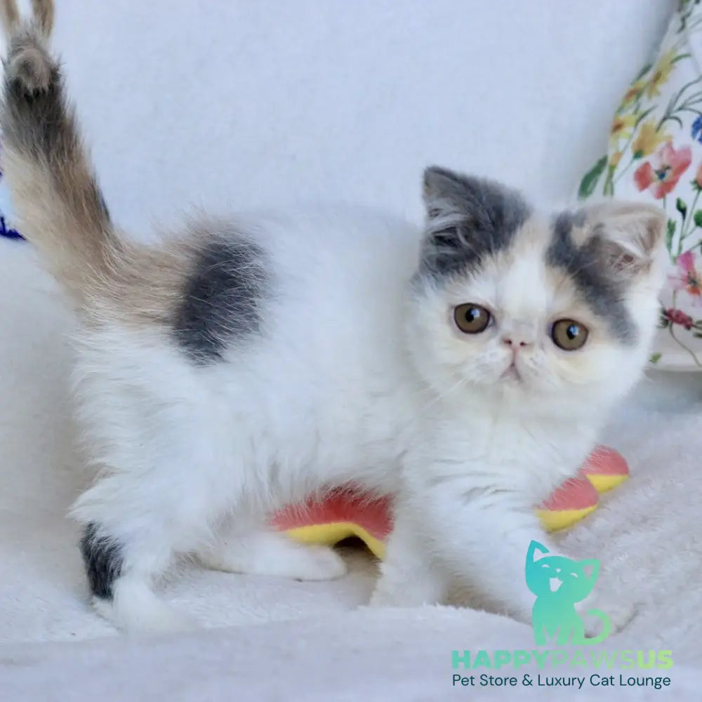 Yasia Persian female blue tortie bicolour - live animals