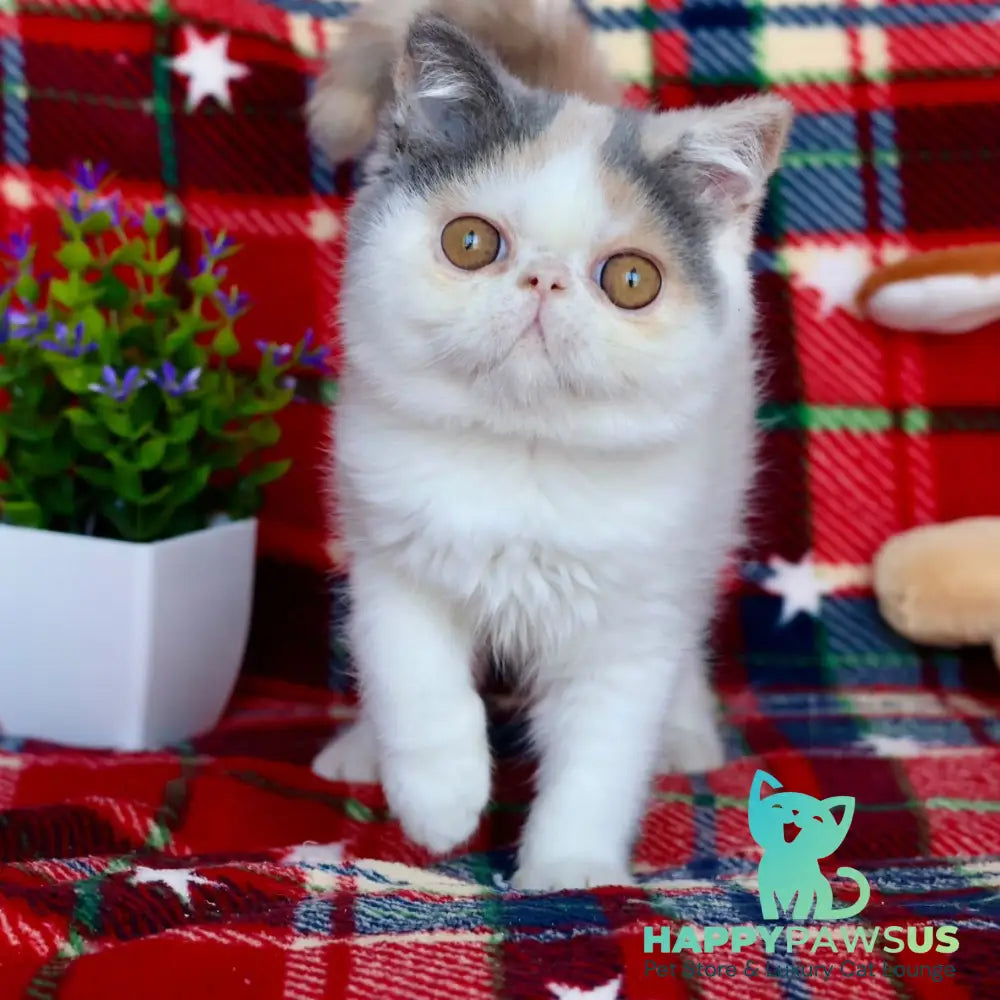 Yasia Exotic female blue tortie bicolour - live animals