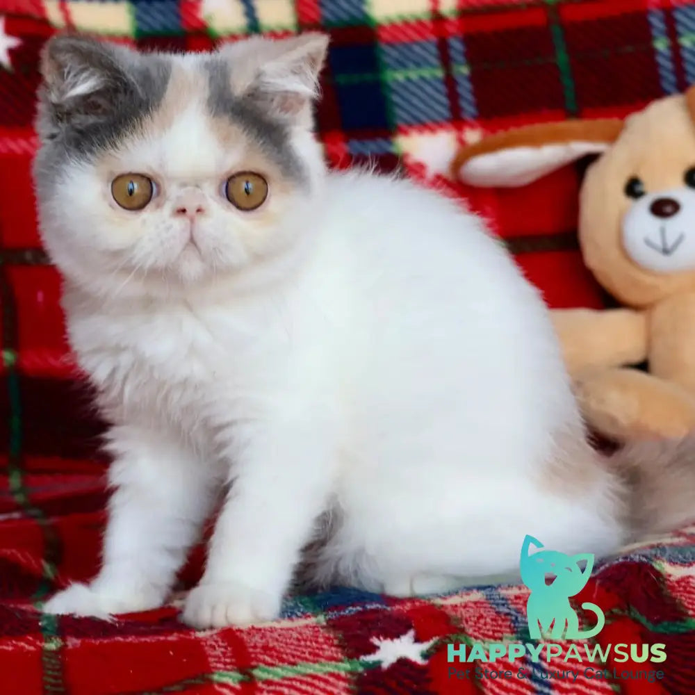 Yasia Exotic female blue tortie bicolour - live animals