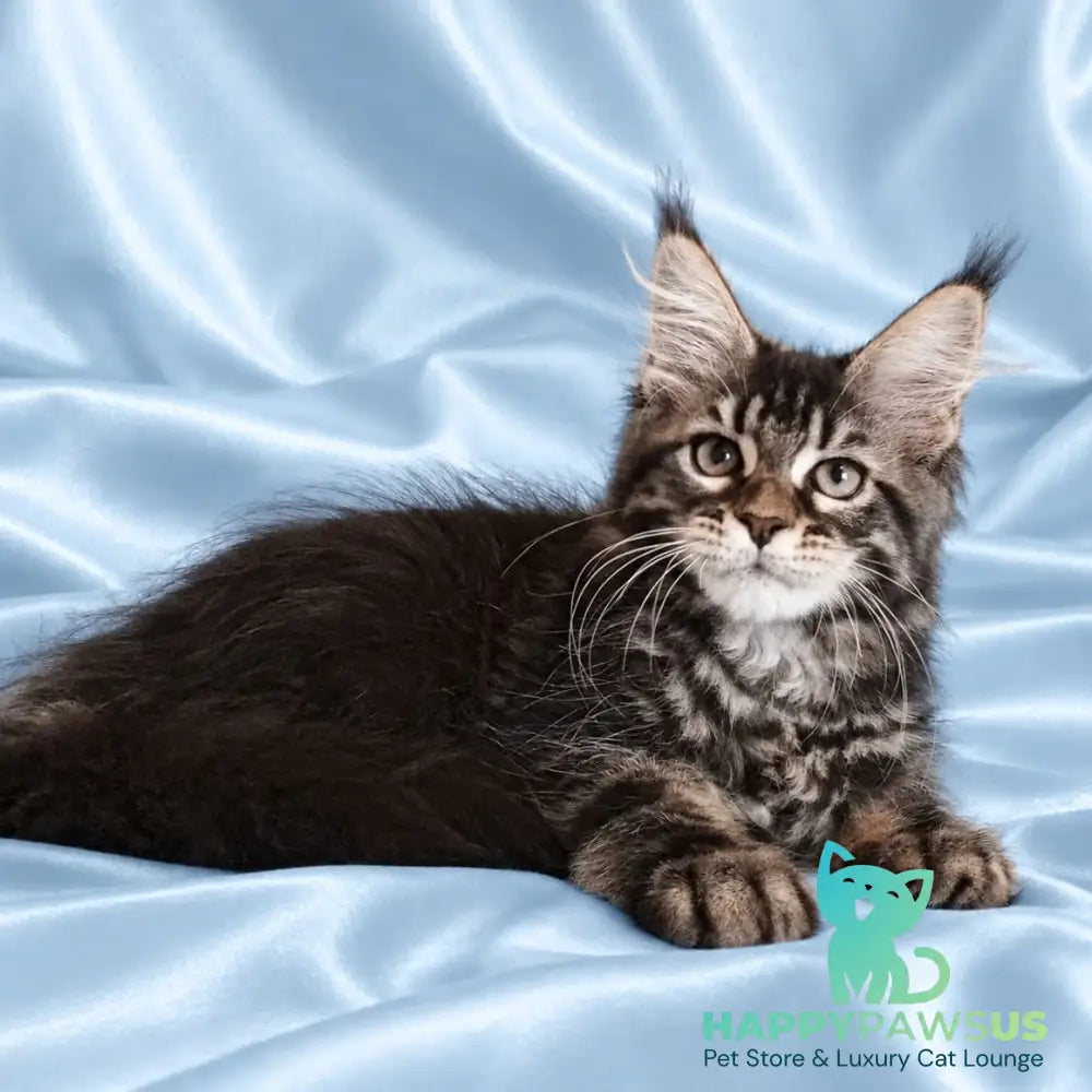 Yasia Maine Coon female black tabby - live animals