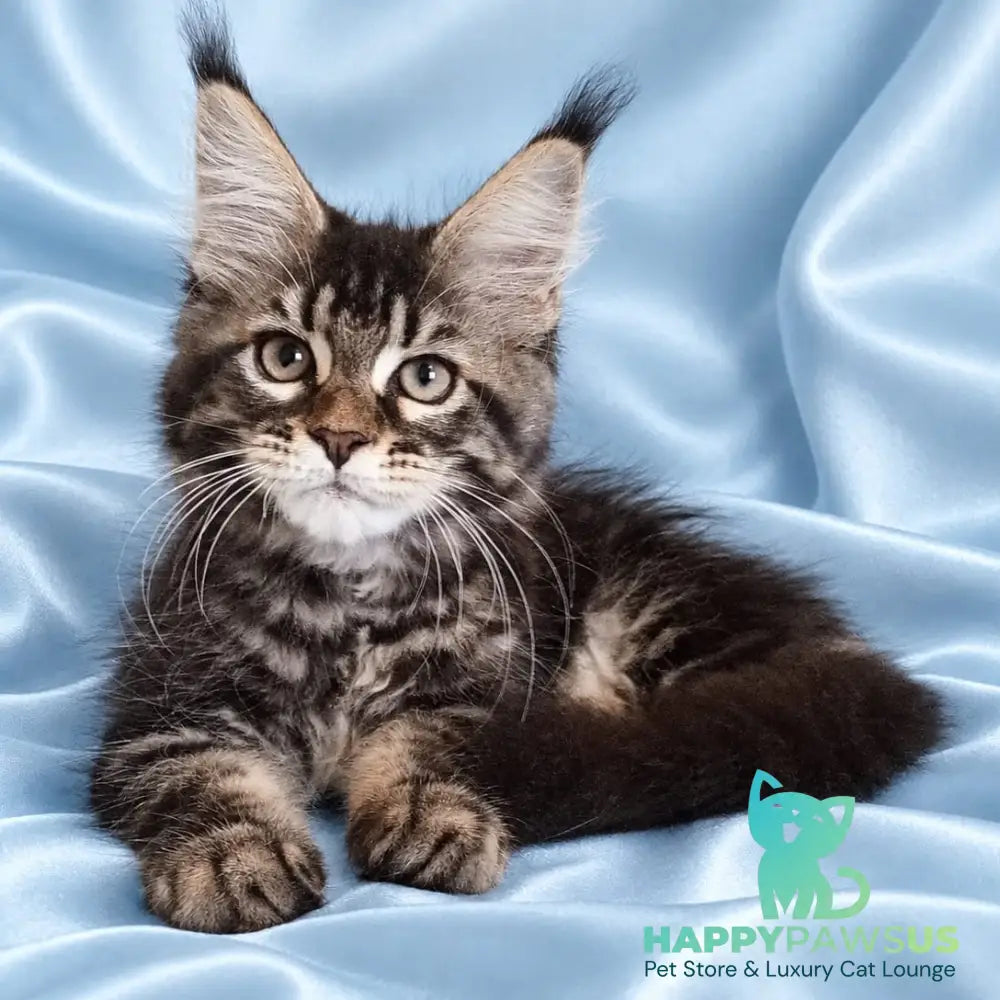 Yasia Maine Coon female black tabby - live animals