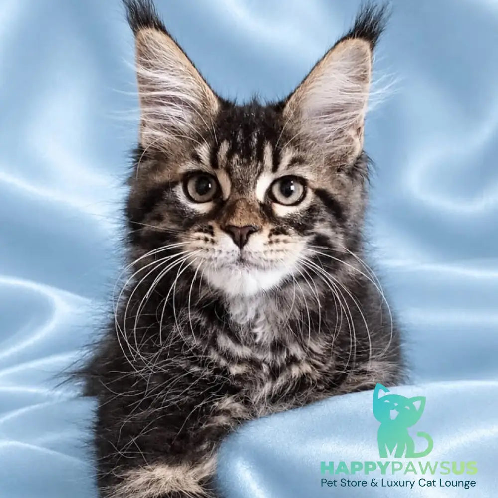 Yasia Maine Coon female black tabby - live animals
