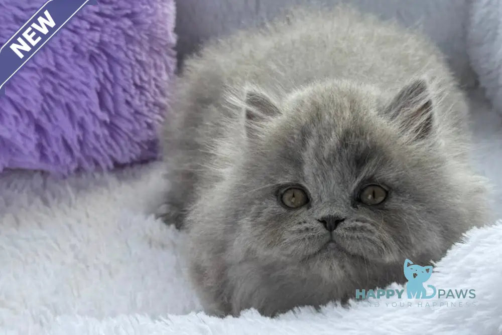 Yasia Scottish Straight female blue live animals