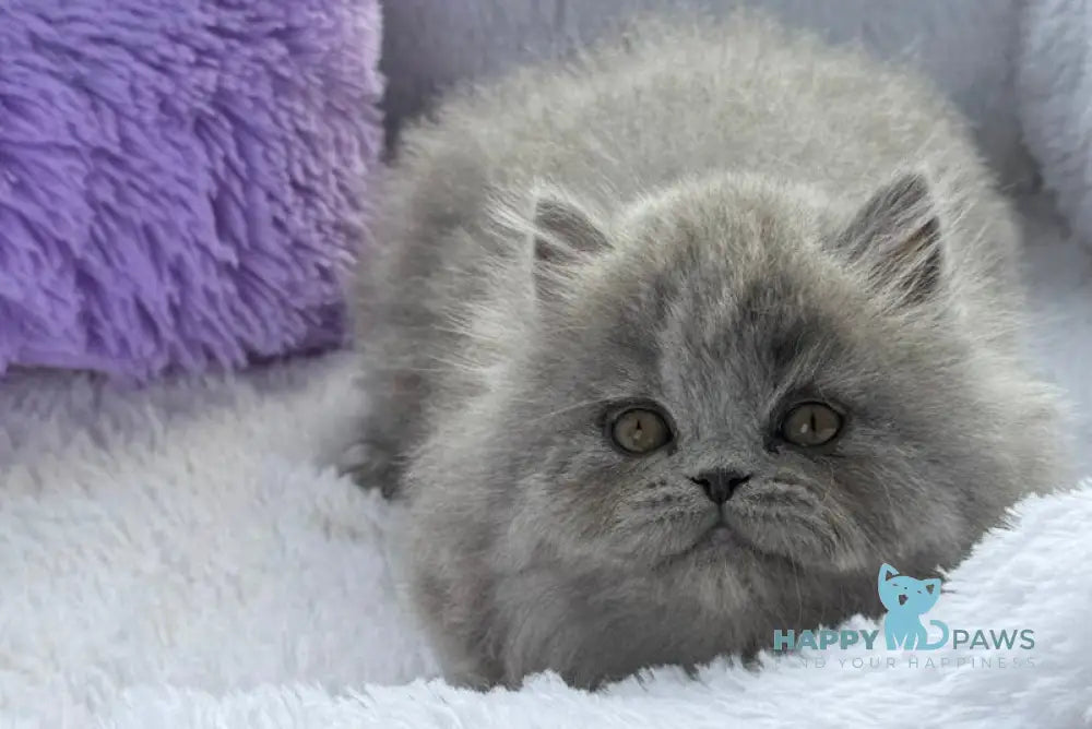 Yasia Scottish Straight female blue live animals