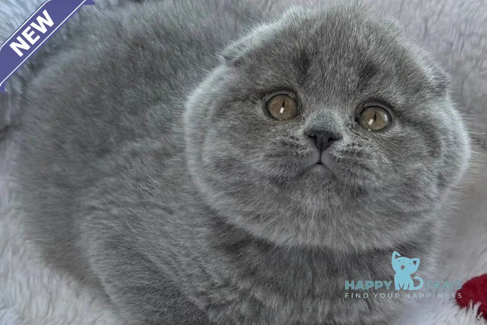 Yasir Scottish Fold male blue