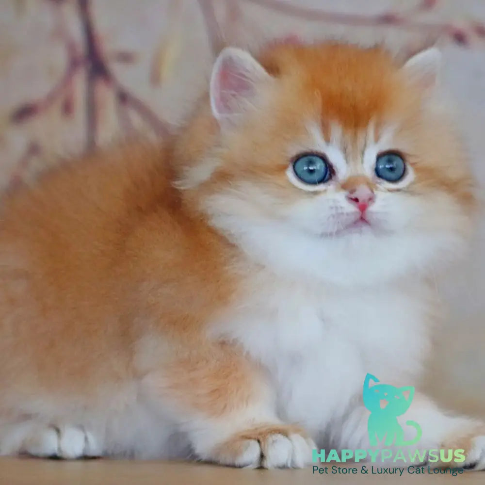Yasmin British Longhair female black golden shaded - live animals