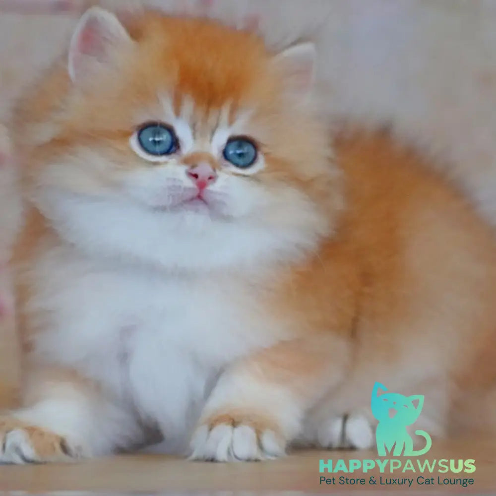 Yasmin British Longhair female black golden shaded - live animals