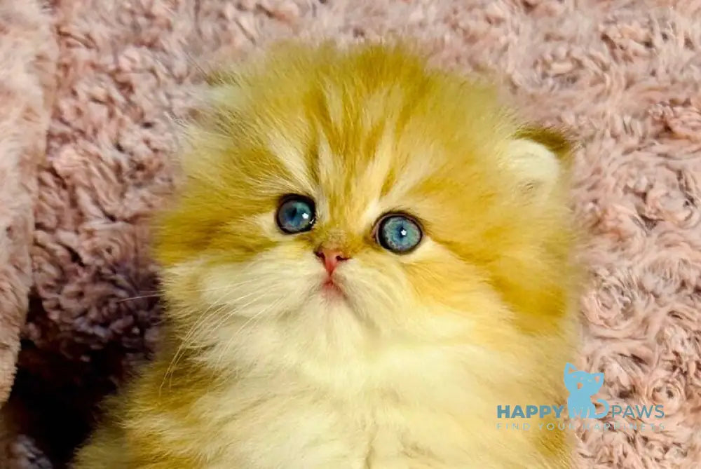 Yasmin British Longhair female chocolate golden shaded with white live animals