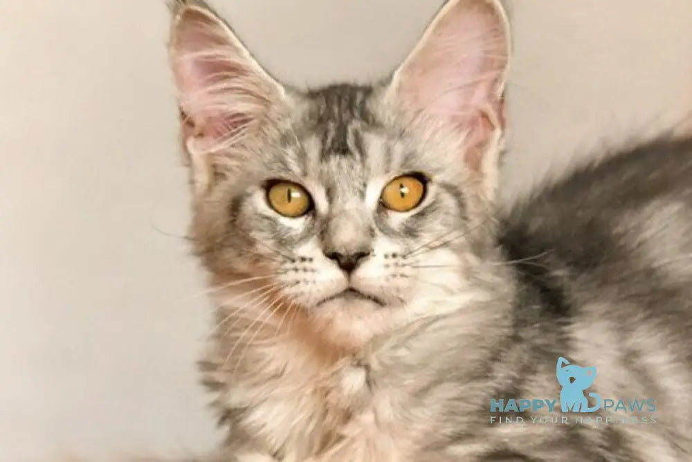 Yasmin Maine Coon female black silver ticked tabby live animals