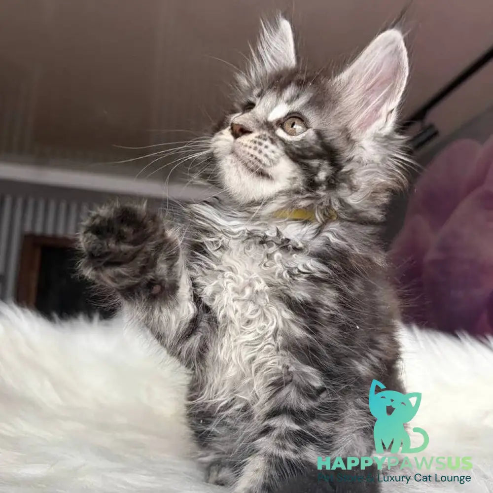 Yasmin Maine Coon male black silver tabby - live animals