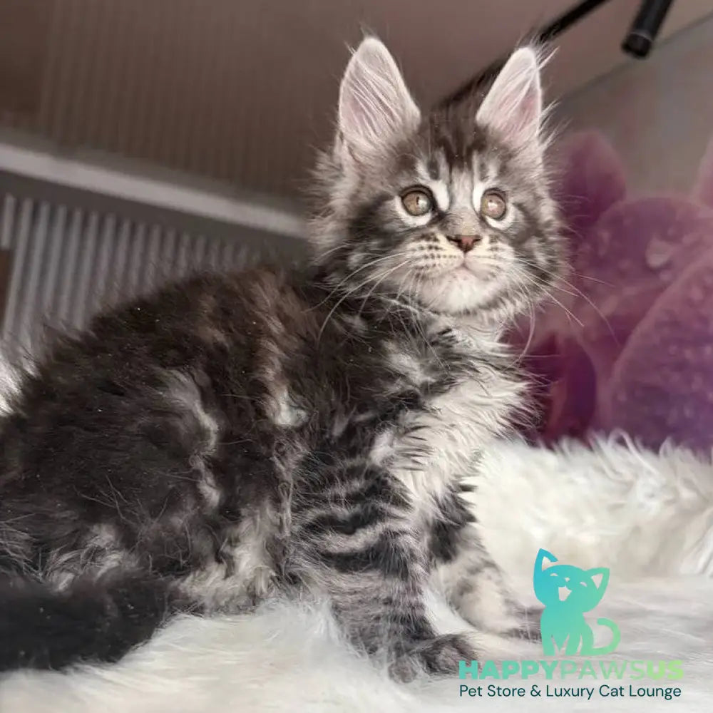 Yasmin Maine Coon male black silver tabby - live animals