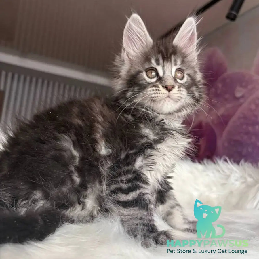 Yasmin Maine Coon male black silver tabby - live animals