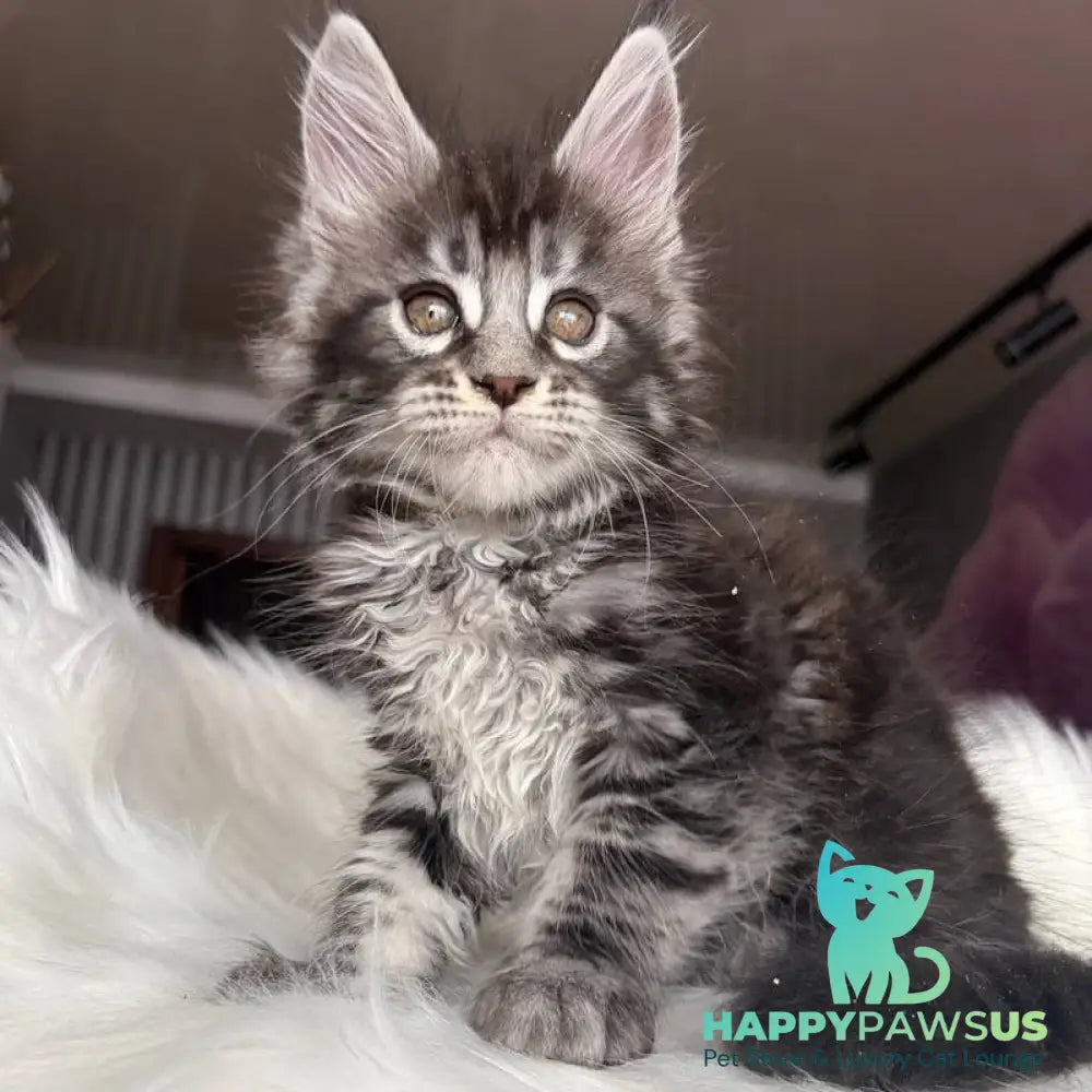 Yasmin Maine Coon male black silver tabby - live animals