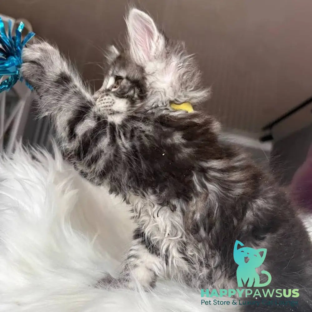 Yasmin Maine Coon male black silver tabby - live animals